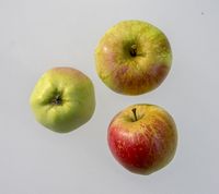 Finkenwerder Herbstprinz